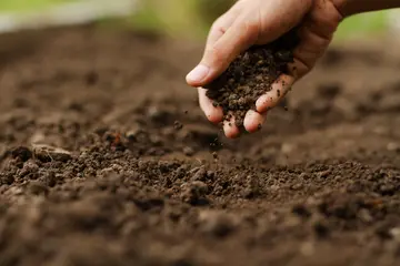 A hand reaching for and grabbing soil