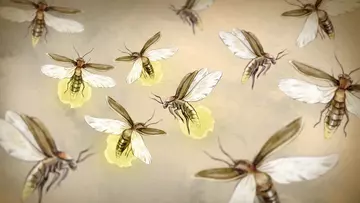A group of fireflies blinks in unison, whereas others remain dark.