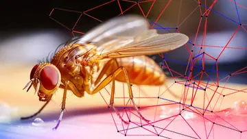 Close-up image of a fruit fly next to the epistastic landscape graph of its microbiome